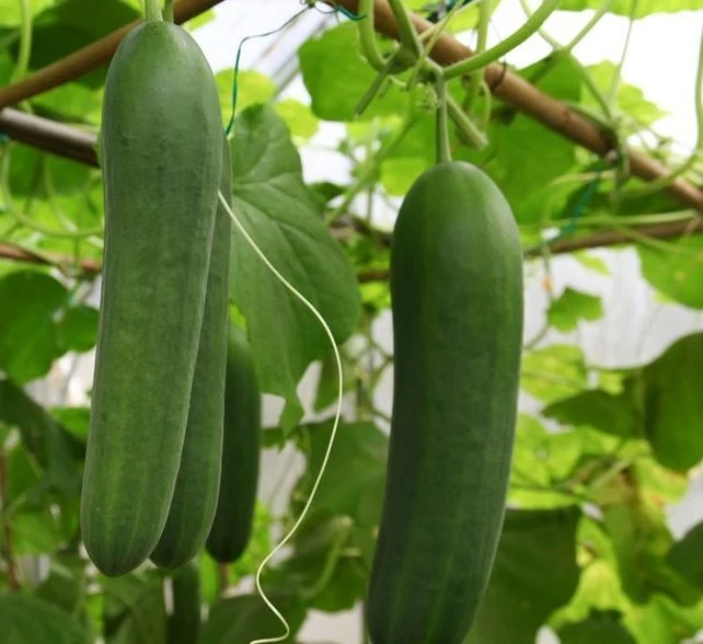 Agrimax Cucumber Seeds | UAE Garden Supplies!
